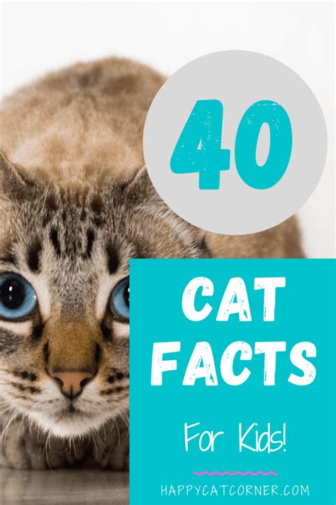 40 Cat Facts For Kids Pictures Happy Cat Corner