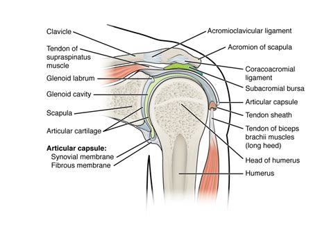 We did not find results for: Shoulder Joint Anatomy Diagram - Shoulder Joint Hd Stock ...