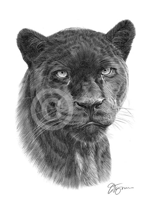 Black Panther Pencil Drawing Art Print A4a3 Sizes African Wildlife