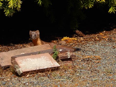 Shoreline Area News Wild Creatures Among Us Long Tailed Weasel