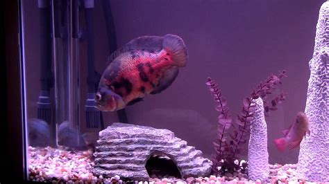 Oscar Fish Large Oscar In Aquarium Youtube