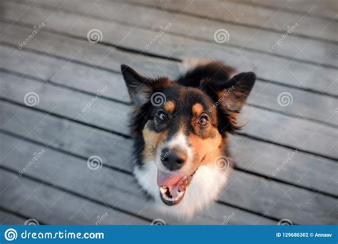 Funny Dog Face Australian Shepherd Portrait Happy Animal Stock Photo