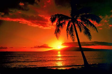 Hawaii Sunset Sunset Background Beautiful Sunset Palm Tree Sunset