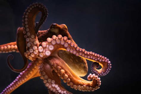 Why This Octopus Isnt Stuck Up Npr