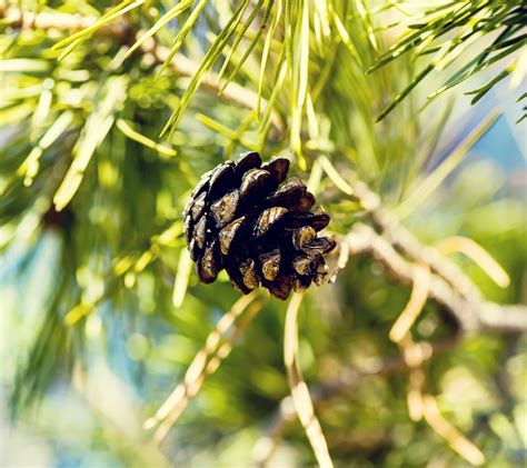 Wallpaper Nature Branch Insect Green Pine Trees Tree Leaf