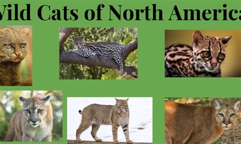 Wild Cats Of North America Small Online Class For Ages 7 11 Outschool