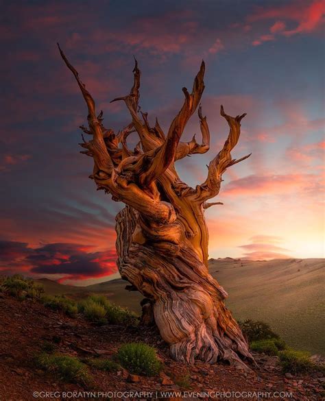 The Ancient Bristlecone Pine Tree White Mountains