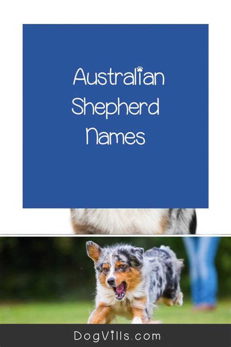 95 Adorable Australian Shepherd Dog Names Dogvills Dog Names