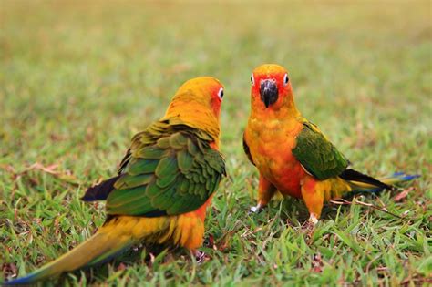 Sun Conure Parrot The Beautiful But Temperamental Bird