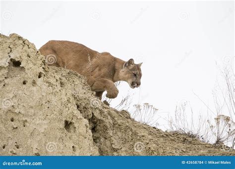 Mountain Lion Stalking Towards Prey Stock Photo Image 42658784