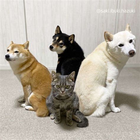 Cat Bonds And Blends In With His Shiba Inu Siblings Theyve Become