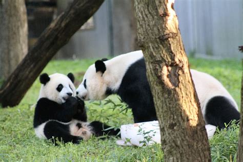 Panda Cub Xiao Qi Ji Celebrates First Birthday At National Zoo Wtop News