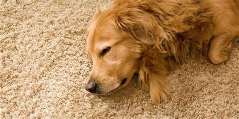 Why Do Dogs Scratch The Carpet Exploring The Reasons