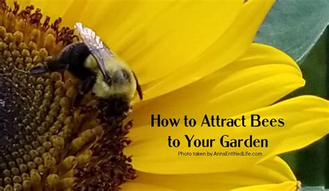 How To Attract Bees To Your Garden