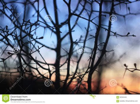 Silhouettes Of Branches Of A Tree In The Dawn Sun Stock Image Image