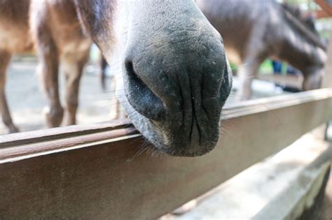 Photo Libre De Droit De Gros Plan Du Nez Et De La Bouche Dun Âne Dans