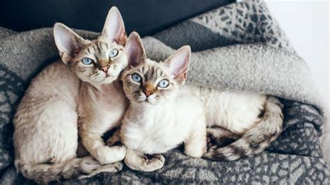 10 Hypoallergenic Cat Breeds For Cat Lovers With Allergies