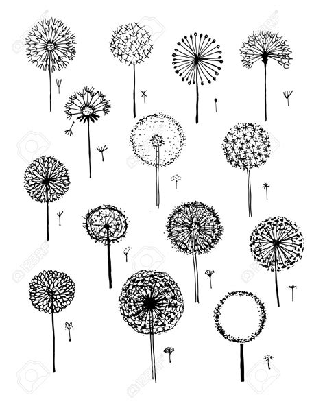Black And White Dandelion Drawing Images And Photos Finder