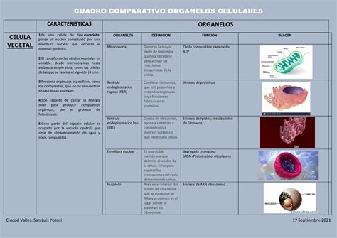 Solution Cuadro Comparativo Organelos Celulares Studypool