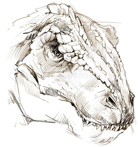 Here presented 64+ dinosaur drawing images for free to download, print or share. Dinosaur. Dinosaur Drawing Pencil Sketch Stock ...