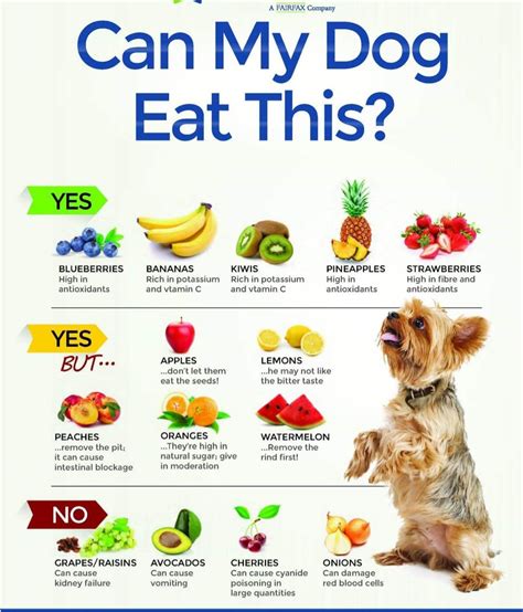 Pin By Susan Noga On Dog Treats N Care Foods Dogs Can Eat Human Food