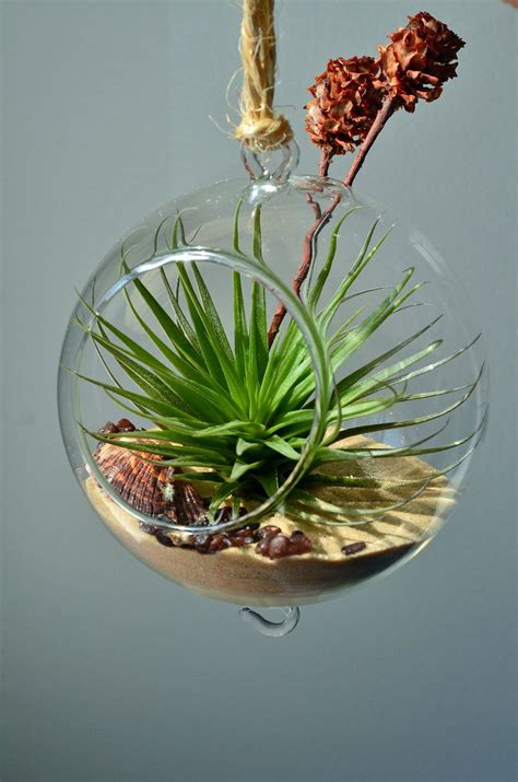 Hanging Air Plant Terrarium In Glass Orb With Tillandsia Stricta By