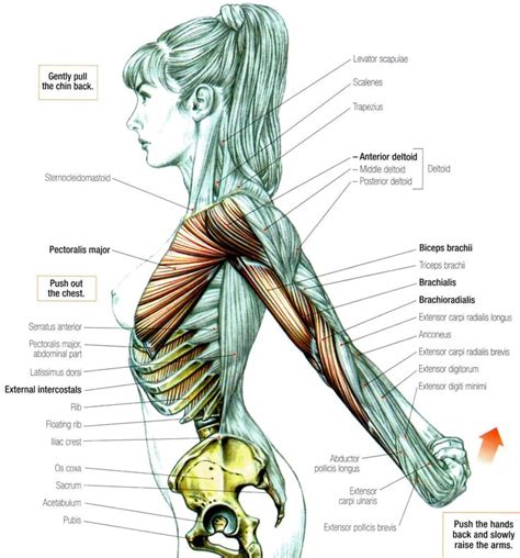 Female Anatomy Corpo Humano Anatomia Muscular Anatomia Do Corpo Humano