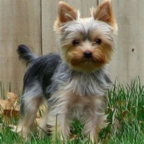 And the hair on their head is different too, with the silky's being shorter. Short Yorkie haircut with teddy bear head. Description ...