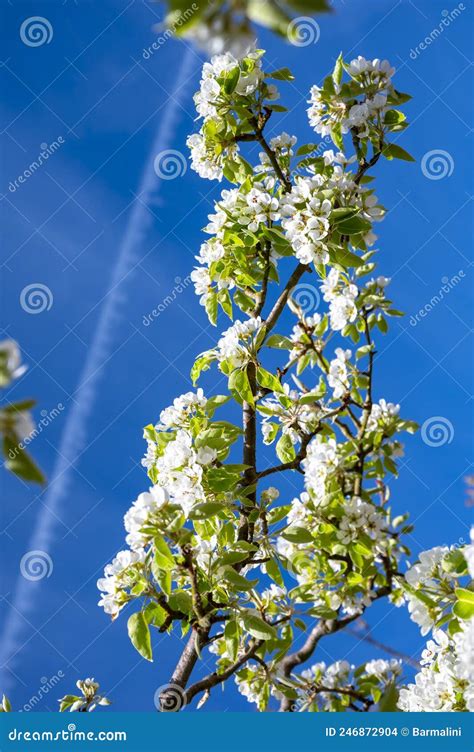 Spring White Blossom Of Pear Tree Garden With Fruit Trees In Betuwe