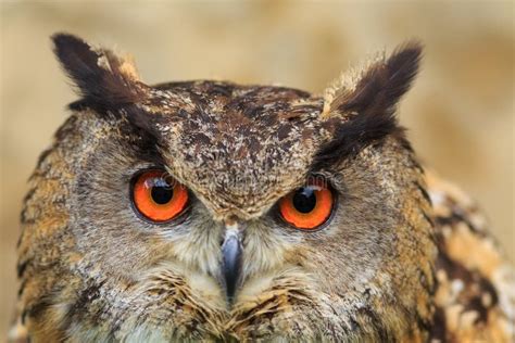 Eurasian Eagle Owl Bubo Bubo Frontal Portrait Close Up Stock Photo