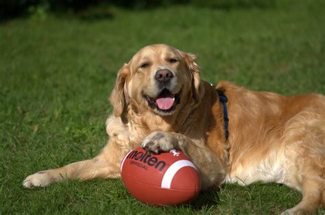 Wallpaper Grass Ball Puppy Lying Playful Vertebrate Dog Like