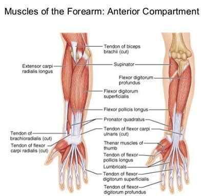 A lot of students come to me for help because they have troubles learning the names of skeletal muscles of the human muscular system. Arm, Hand Pain Treatment Doctors (Joint Pain Specialists ...
