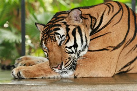 Wallpaper Sleeping Tiger Wildlife Big Cats Zoo Whiskers