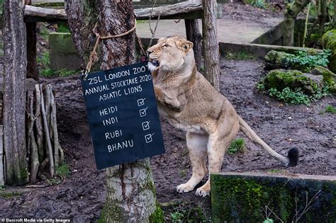 Det ch insp mark oughton said: Keepers count the camels, penguins and monkeys in London ...