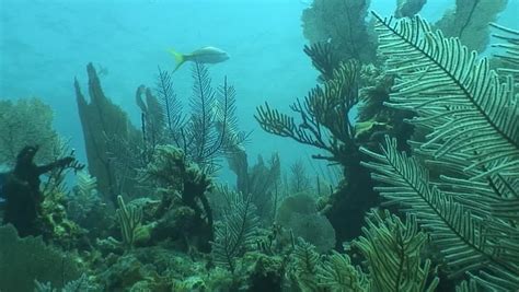 Underwater Life Diving Video Cuba Caribbean Sea Stock