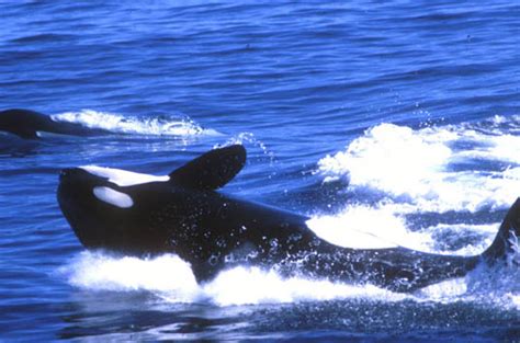 Monterey Bay Whale Watch Photo Killer Whales Breach And Play After