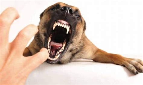 Mordedura De Perros Causas Consecuencias Y Tratamientos