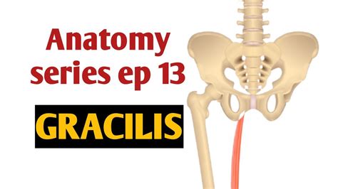 Gracilis Muscles Origin Insertion Nerve Supply And Action Anatomy