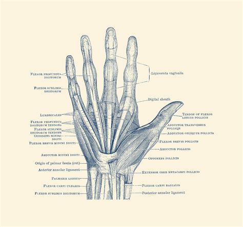 Ligaments And Bones Human Hand Diagram Vintage Anatomy Drawing By