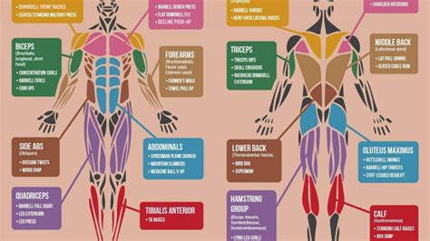 What Are The Main Muscle Groups To Workout Kayaworkout Co