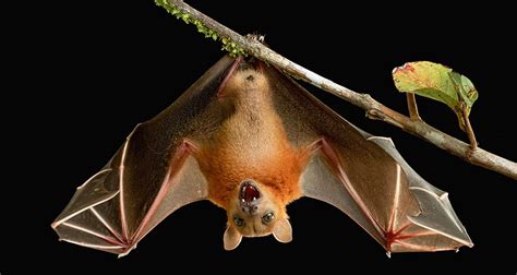Interesting Facts About Bats Random Fun Facts