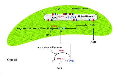 Biosynthesis Of Cysteine And S Sulfocysteine In The Chloroplast And