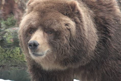 Filekodiak Bear