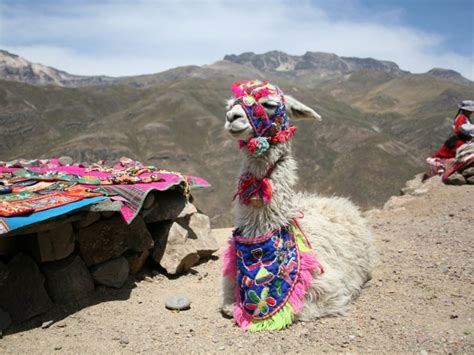 10 Things To Know About Peruvian Cuisine Llama Peru Llama Llama Alpaca