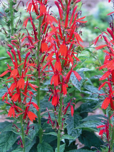Lobelia Cardinalis Bluestone Perennials Flowers Perennials Red