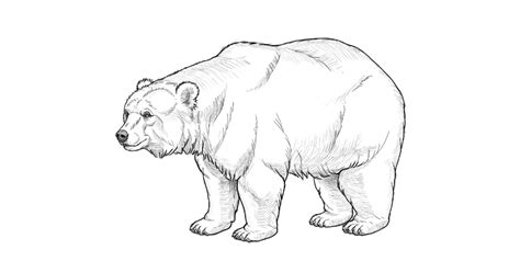 Bear Claw Sketch At Explore Collection Of Bear