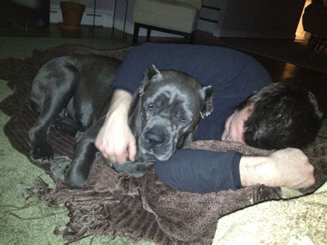 Stella Loves To Cuddle Cane Corso Pup Cuddling