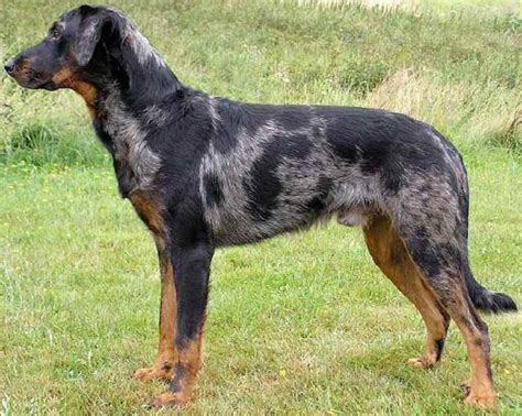 Though almost unknown outside of france, the beauceron has a long history. The Beauceron dog is a powerful sheepdog from France