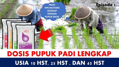 Dosis Pupuk Tanaman Padi Sawah Per Hektar Mulai Usia Hst
