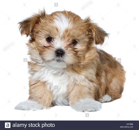 A Cute Brown And White Fluffy Puppy Isolated On A White